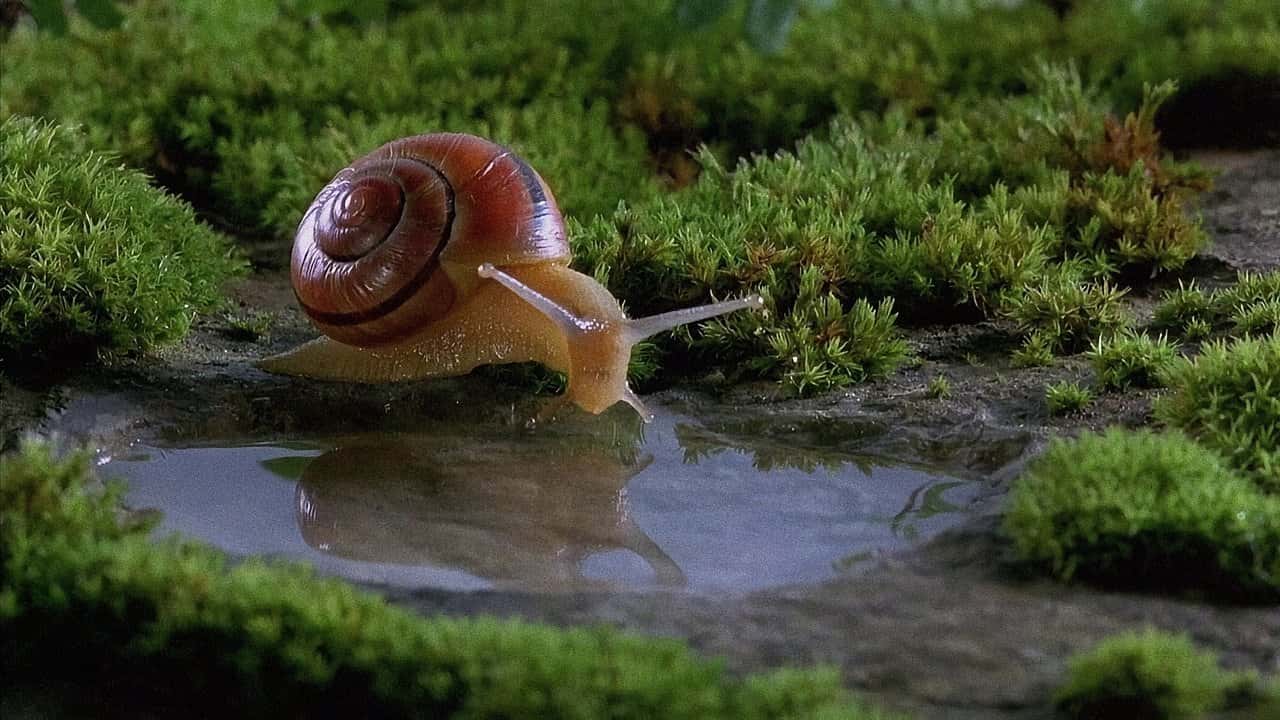 Кадр з фільму Мікрокосмос і його мешканці (1996)