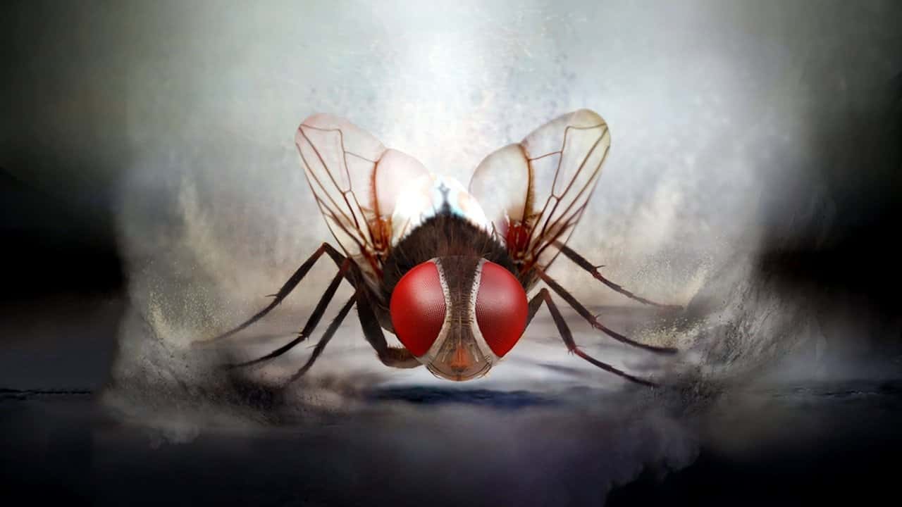 Кадр з фільму Муха (2012)