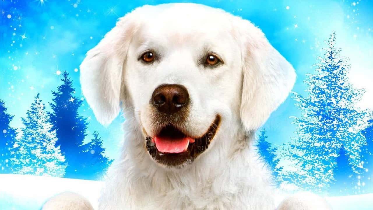 Кадр з фільму Пригоди Бейлі. Різдвяний герой (2012)