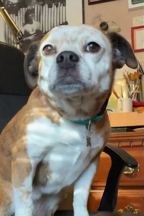 Фото Dorothy the Dog