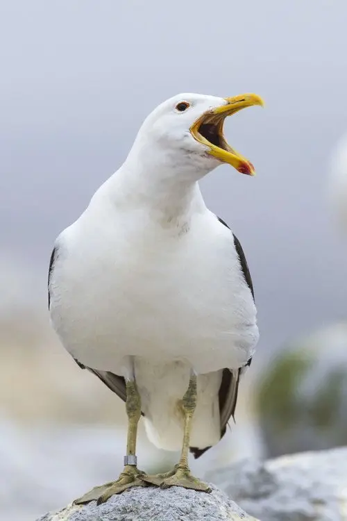 Фото Sully Seagull