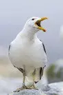 Sully Seagull
