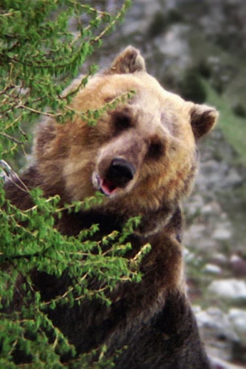 Bozo the Bear photo