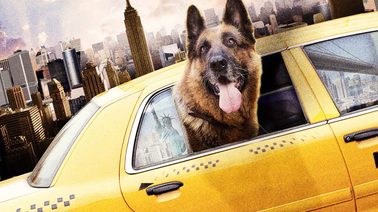 Кадр з фільму Крутий собака (2010)