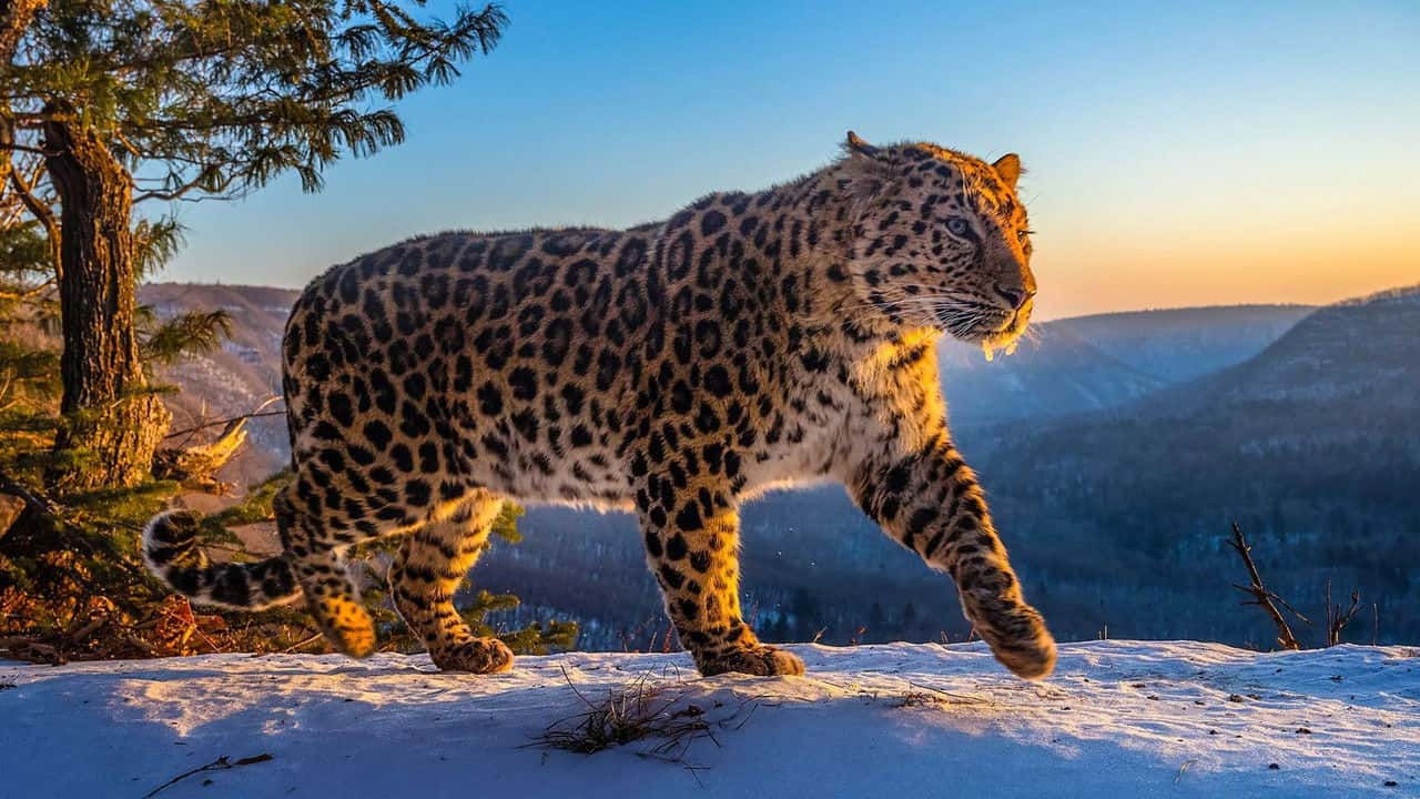 Кадр із серіалу Замерзла планета II (2022)