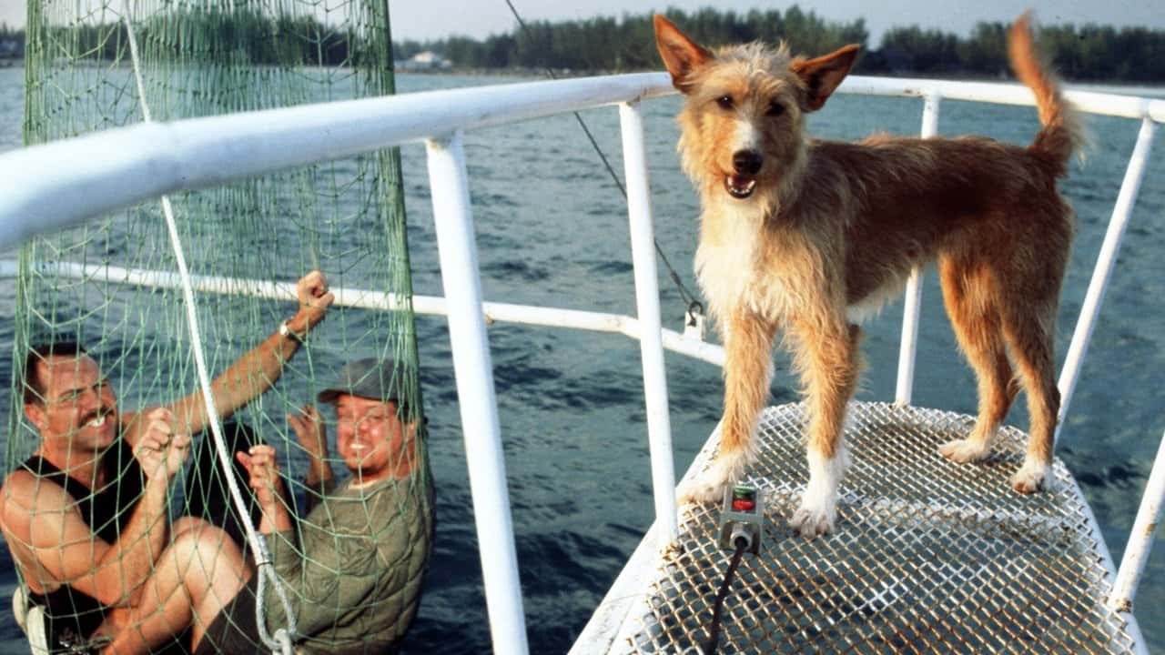 Кадр з фільму Зевс і Роксана (1997)