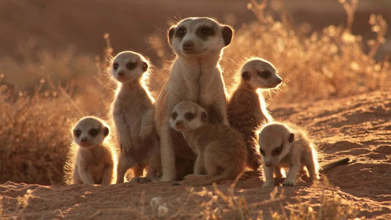 Кадр з фільму Сурикати (2008)