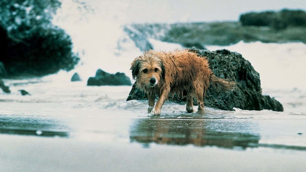 Кадр з фільму Гонитва за Бенджі (1987)