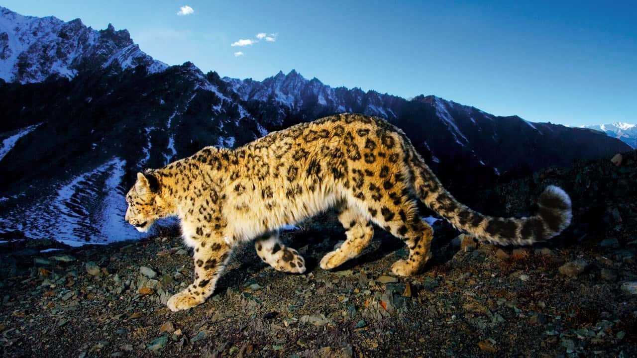 Кадр із серіалу National Geographic Explorer (1985)