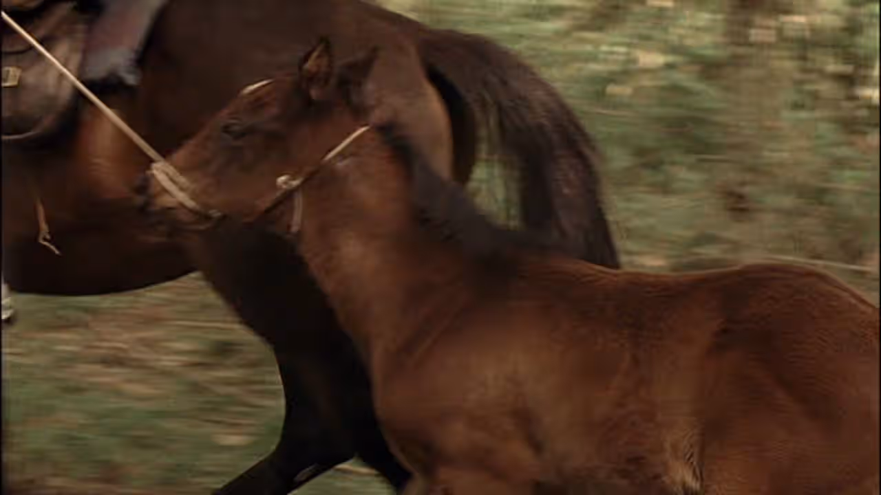Кадр з фільму Лоша / Жеребець (2005)