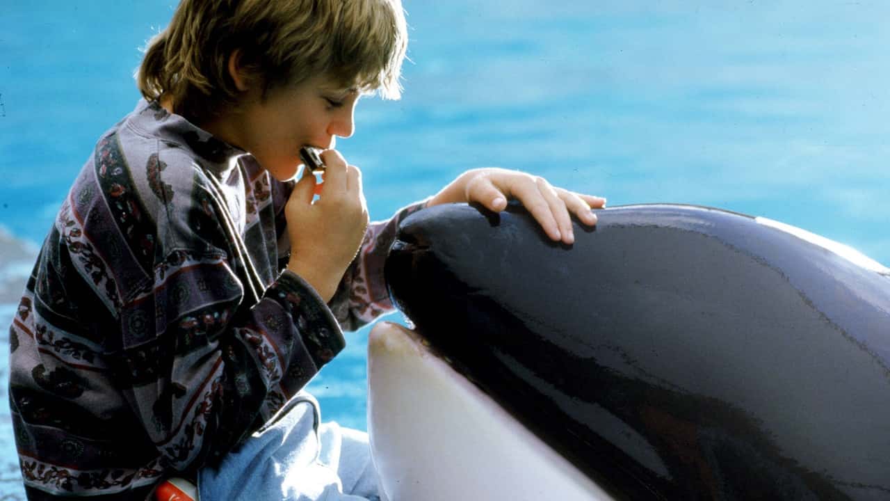 Кадр з фільму Звільніть Віллі (1993)