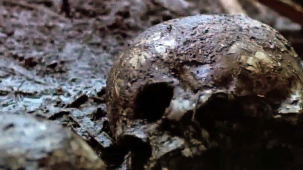 Кадр з фільму Вбивство на річці Ґрін (2004)