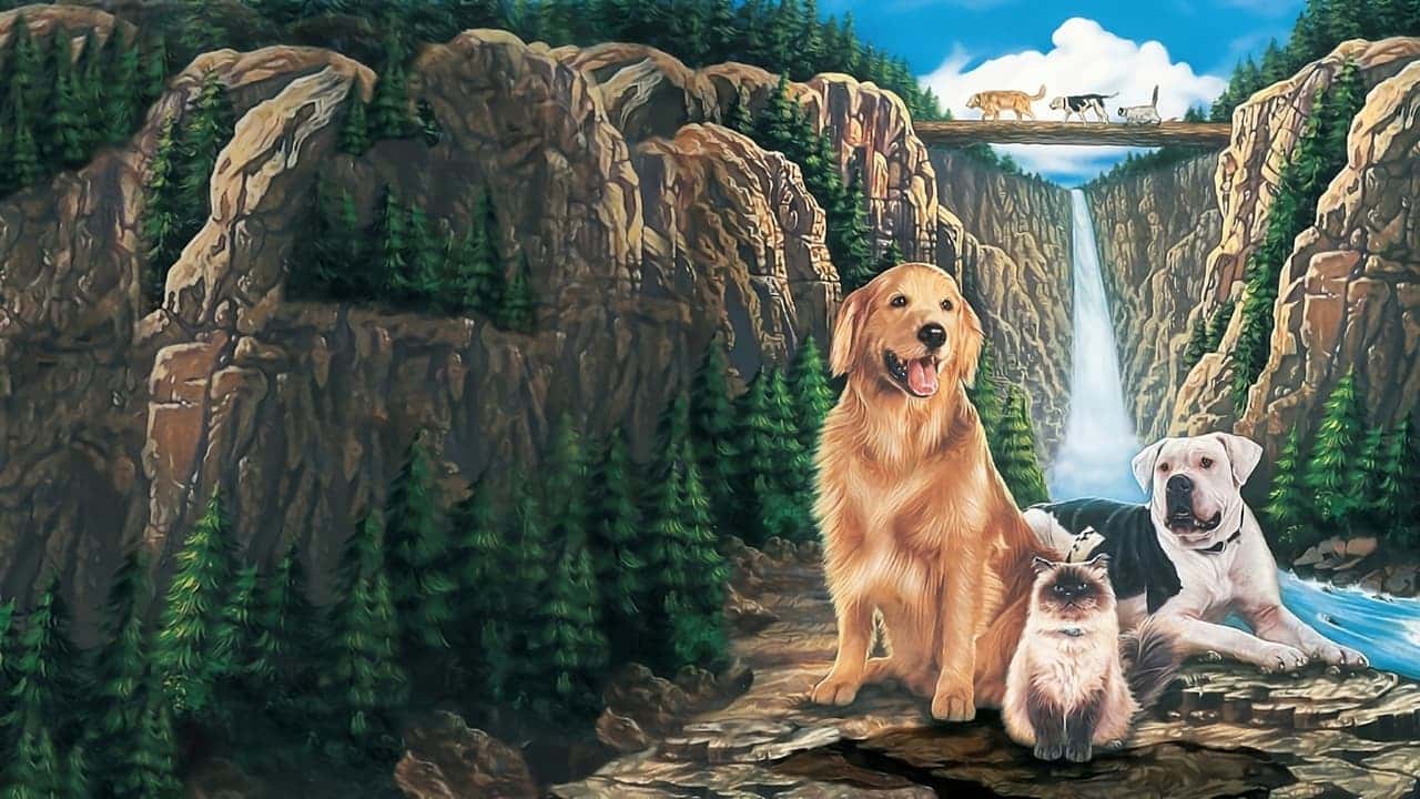 Кадр з фільму Дорога додому: Неймовірна подорож (1993)