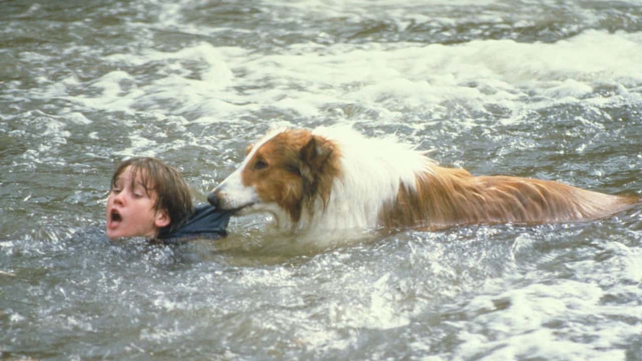 Кадр з фільму Лессі (1994)