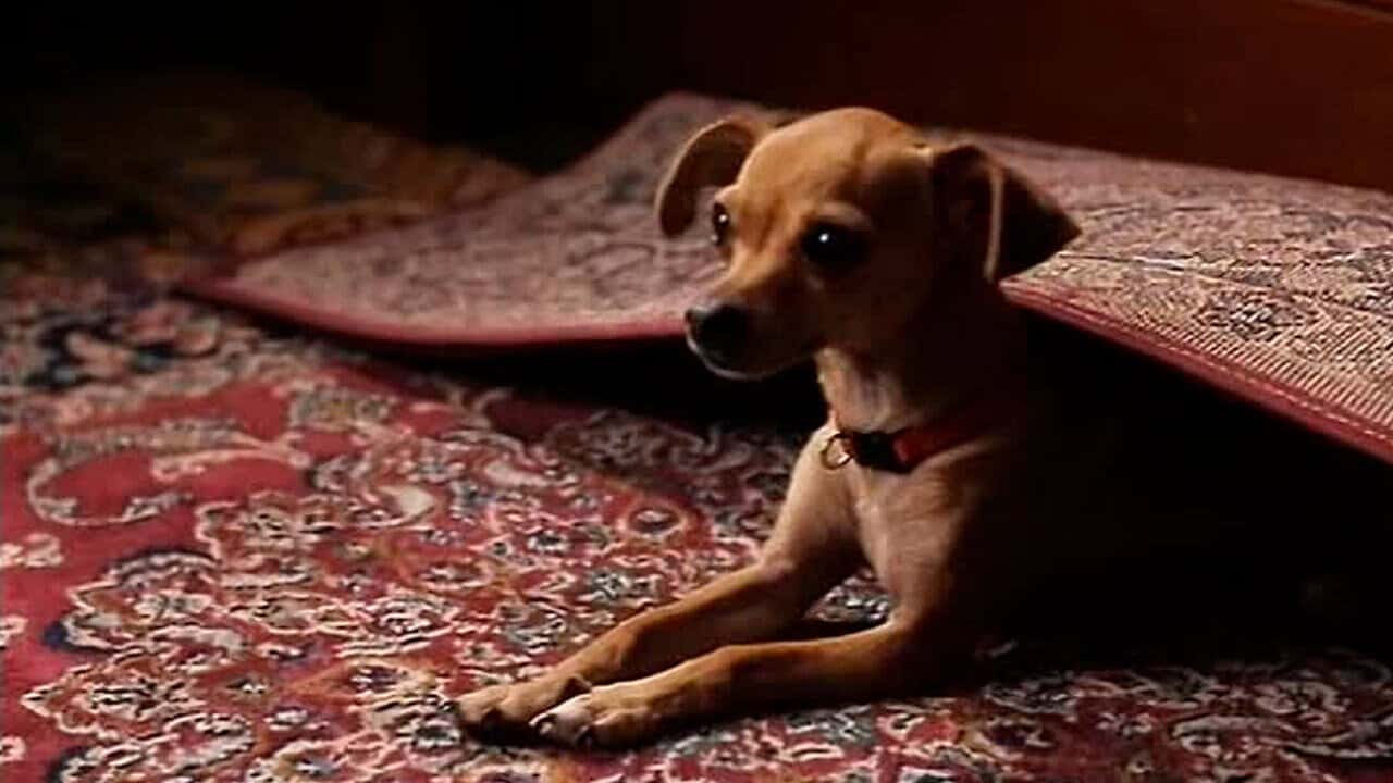 Кадр з фільму Пінг (2001)