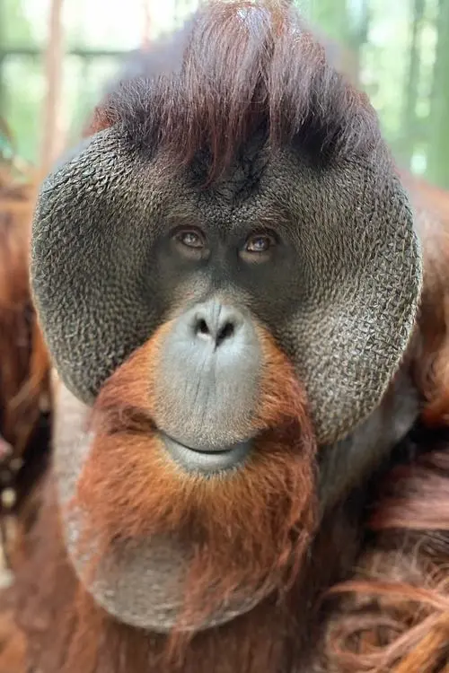 Фото Sam the Orangutan