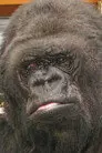 Koko