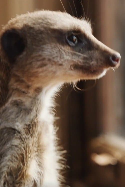 Elvis the Meerkat photo