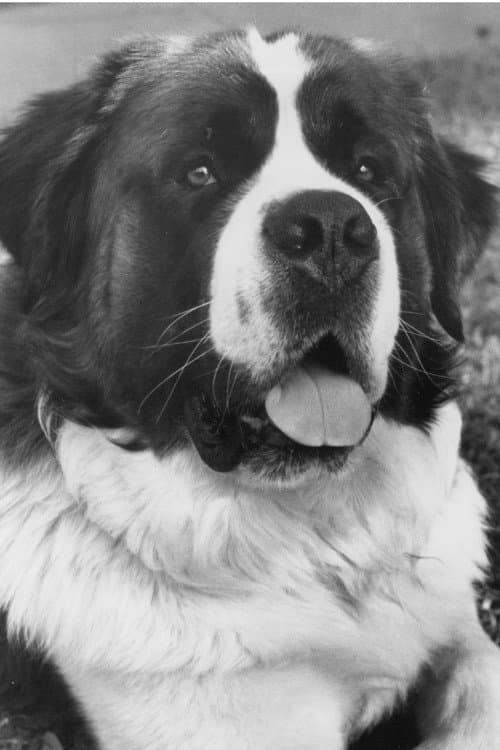Фото Chris the Dog