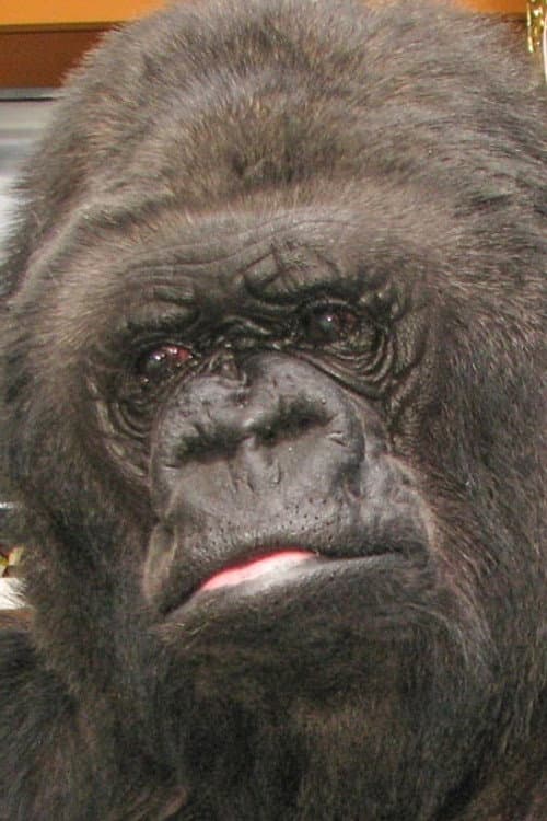 Фото Koko