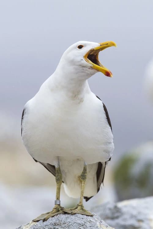 Фото Sully Seagull