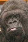 Koko