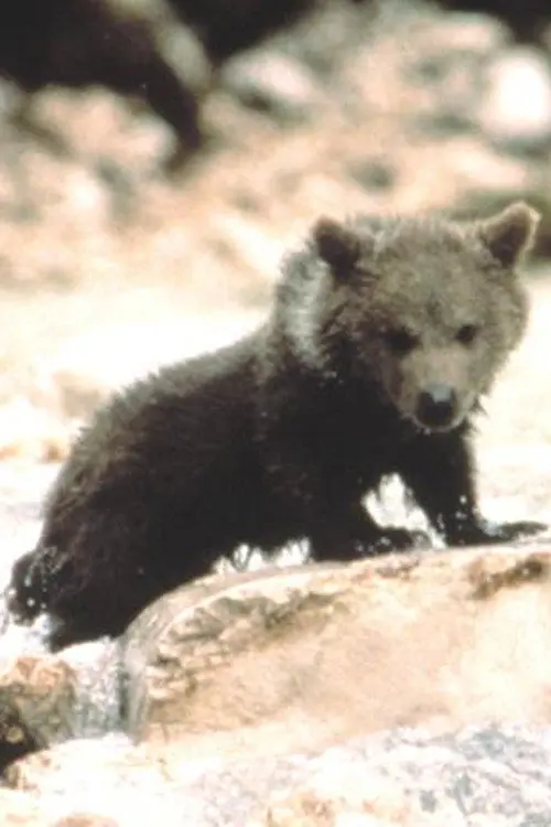 Фото Youk the Bear